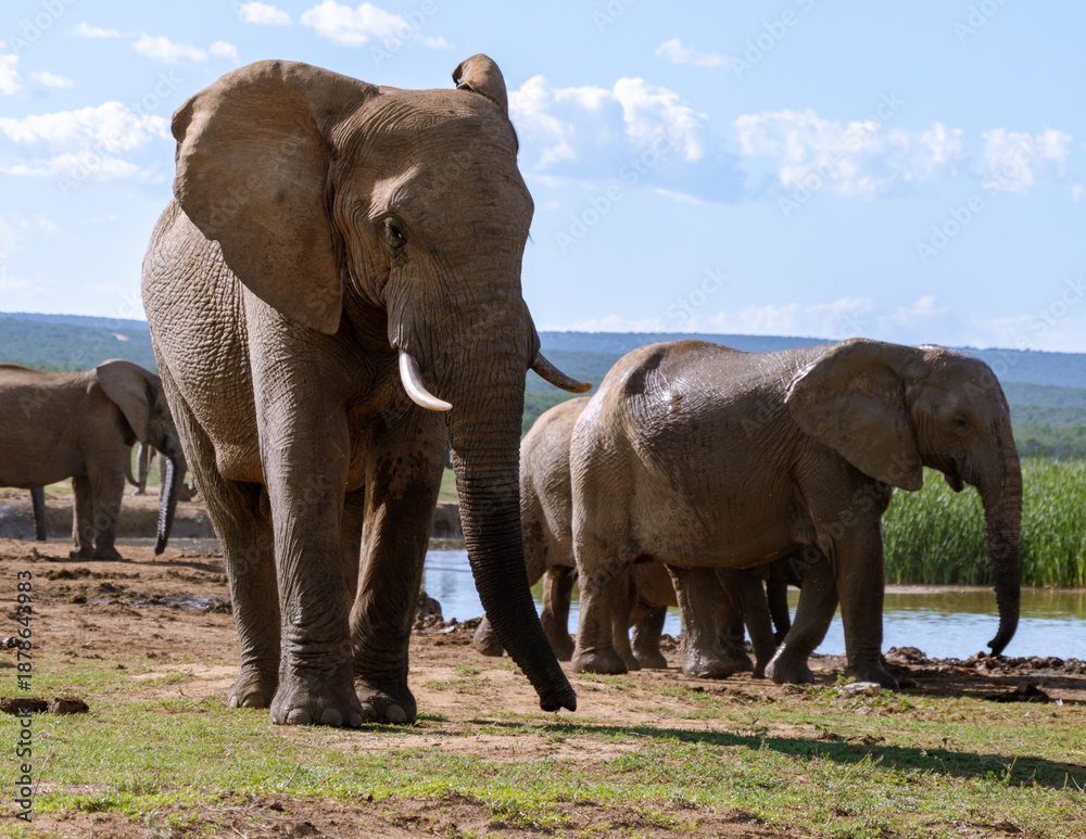 Fototapeta premium Majestic elephants roaming freely in Addo Elephant Park, South Africa during golden hour