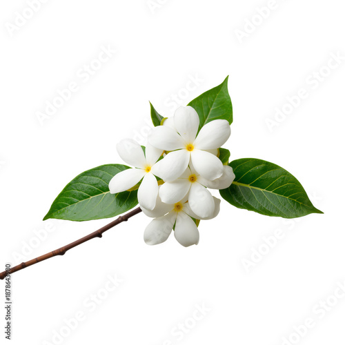 White Flowers With Green Leaves on a Branch in Bright Light