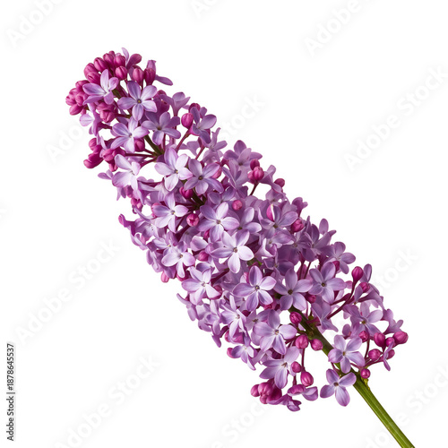 Purple Lilac Bloom With Small Flowers and Buds in a Vertical Position