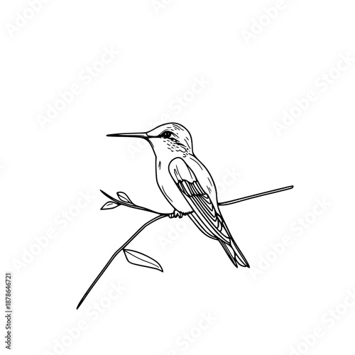 Hummingbird Flight: Art Avian Agility | Clean, isolated vector art for creative projects.