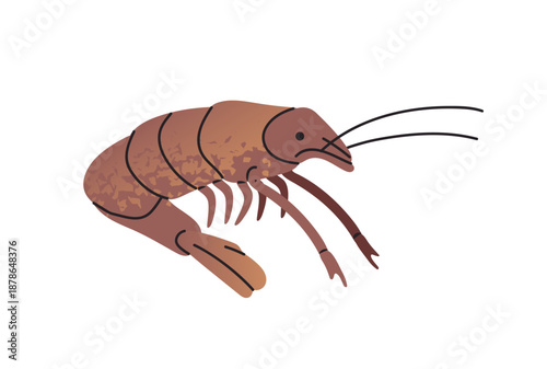 Exotic shrimp is swimming undersea. Tropical prawn is floating underwater. Shellfish animal of the ocean. Sea life. Water wildlife, fauna. Flat isolated vector illustration on white background