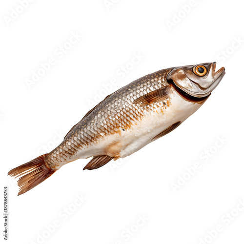 Fresh Fish Lying on a White Surface Ready for Preparation in the Kitchen or M...
