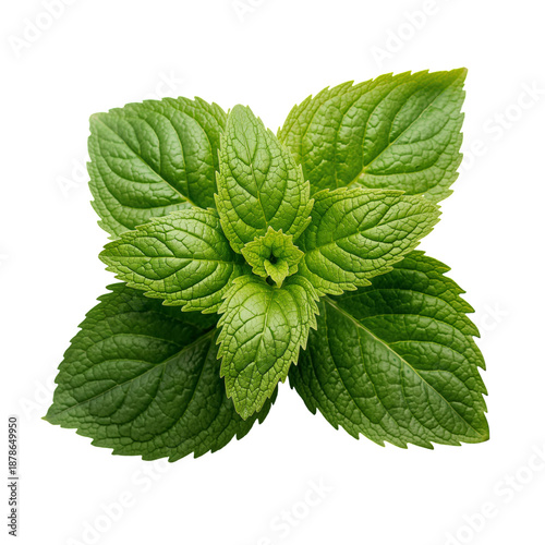 Fresh Mint Leaves Arranged on a White Background for Culinary Use and Decoration
