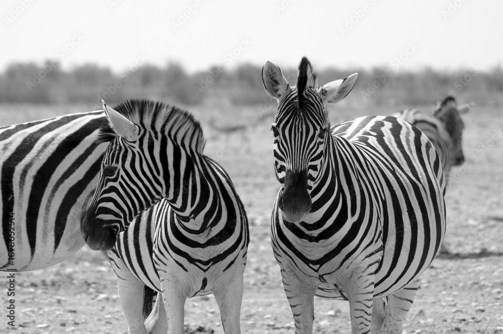 Fototapeta premium Zèbres dans le parc national d'Etosha en Namibie 