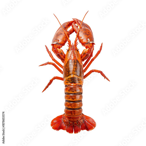 Lobster Displayed on White Background With Claws Raised and Body Intact Durin...