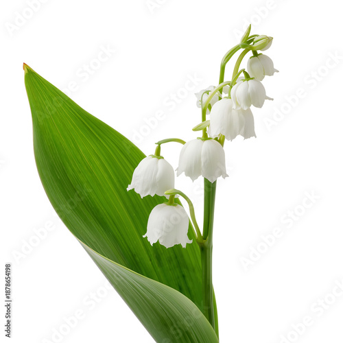 Lily of the Valley Blossoms in Close up Against a Plain Background in Spring