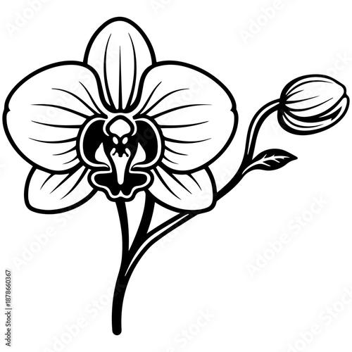 Orchid flowers vector line art, black and white botanical illustration for engrave, laser engrave, prints and creative projects