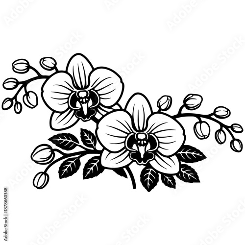 Orchid flowers vector line art, black and white botanical illustration for engrave, laser engrave, prints and creative projects