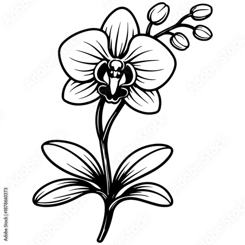 Orchid flowers vector line art, black and white botanical illustration for engrave, laser engrave, prints and creative projects