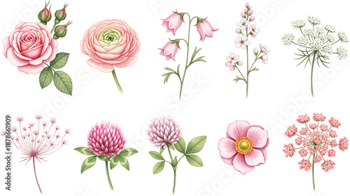 Collection of various colorful flowers on white background