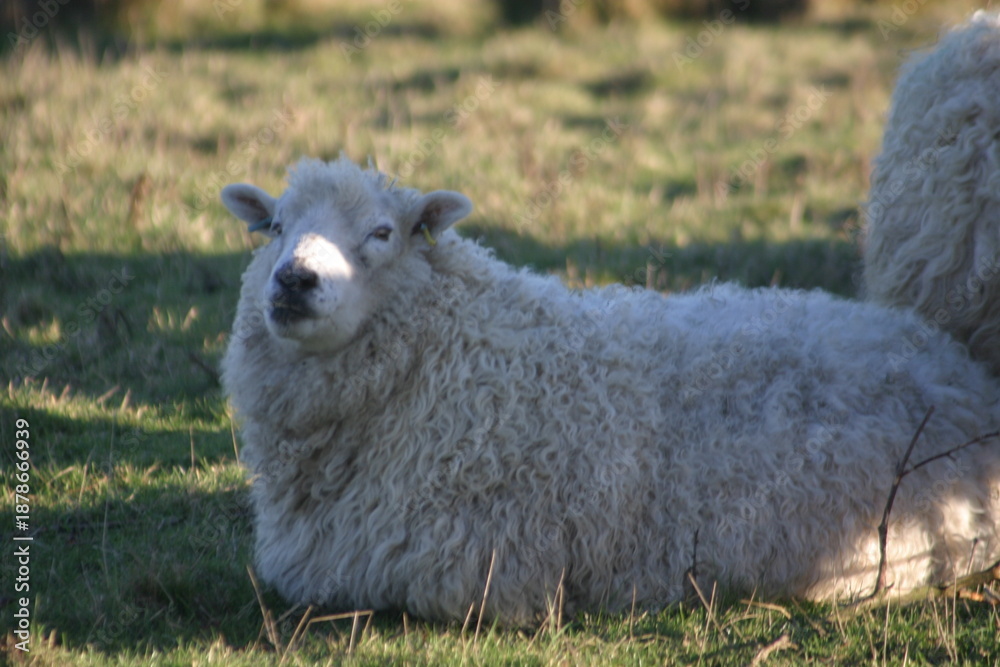 Naklejka premium Fluffy sheep stand closely together in warm sunlight, their thick wool glowing as they graze calmly in a grassy pasture, creating a peaceful rural scene filled with softness and quiet so.