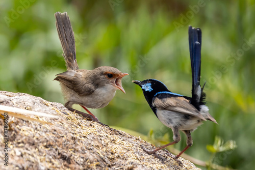 Male Australian Superb Fairyrewn feeding fledgling