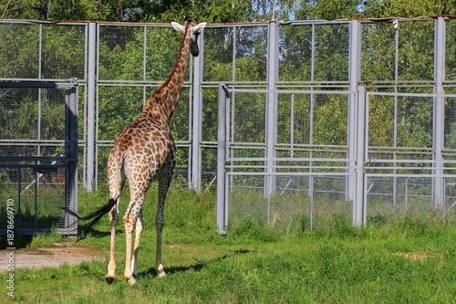 Fotografija Giraffes at the zoo