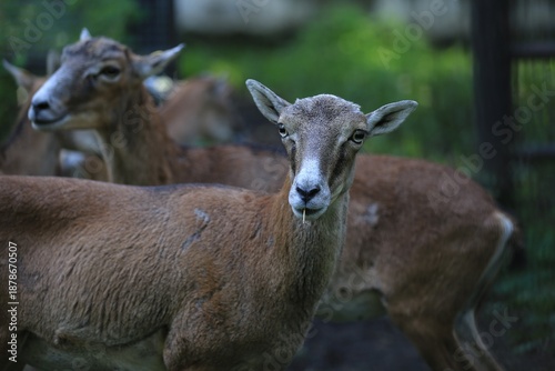 Fotografie European mouflon