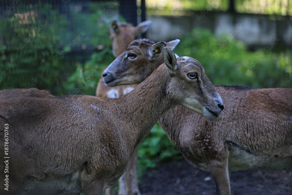 Obraz premium European mouflon