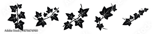 ivy vine silhouette vector icon set, black color and white background