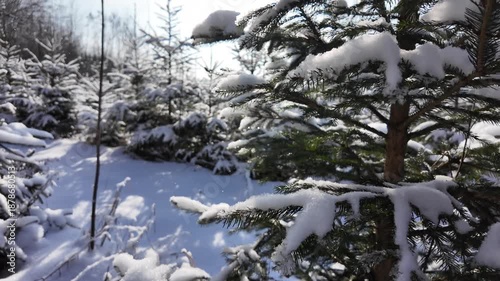 Snowy winter in the forest with falling snow, blue sky and sun