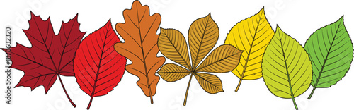 Row of colorful botanical leaves transitioning from red to green isolated on white background for autumn seasonal illustration, nature design, botanical decor and educational graphics