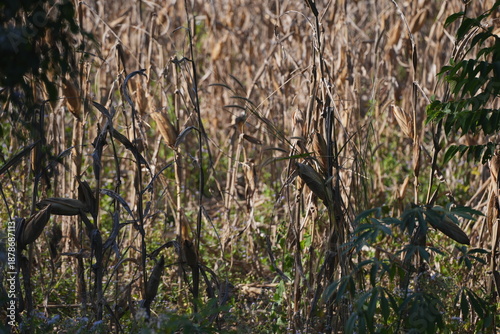 Slika na platnu Brown Dried corn stalk standing in a field with small wild plants and flowers, s