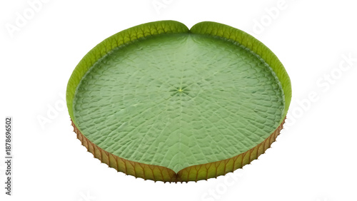 Schilderij op canvas Giant Amazon water lily pad PNG isolated on transparent background, Victoria cru