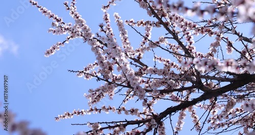 Blossoming apricot tree branches swaying in spring wind