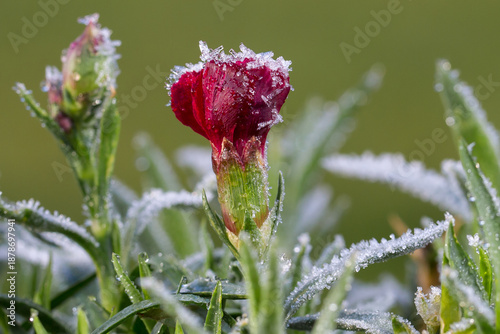 A bright red carnation bud covered in fragile crystals of frost on a frosty early morning. The contrast between the vibrant color of the petals and the cold ice creates a dramatic winter image.