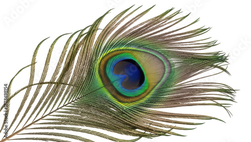 Fotografi Exotic peacock feather PNG isolated on transparent background, iridescent plumag