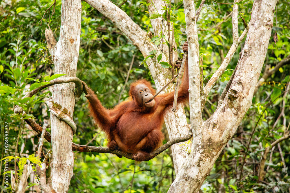 Fototapeta premium Orange Borneon orangutan Pongo pygmaeus portrait. Tanjung Puting National park, Indonesia