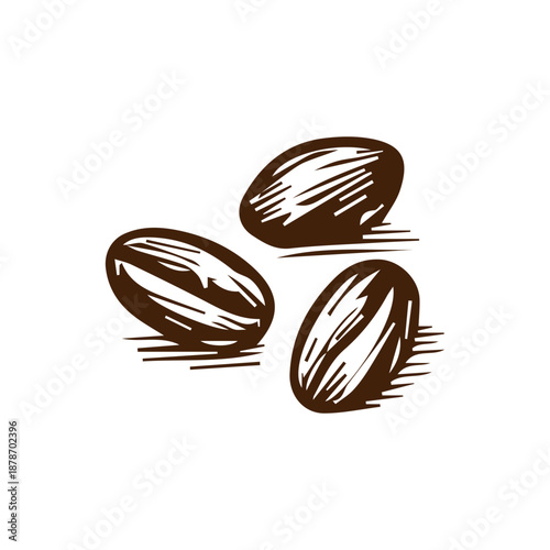 Coffee beans vector sketch illustration showing roasted seeds