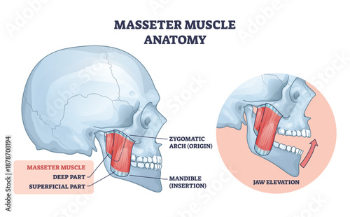 Masseter anatomy, labeled masseter muscle linking zygomatic arch to mandible, illustrating jaw elevation and chewing function, key objects, masseter, skull, mandible. Outline diagram