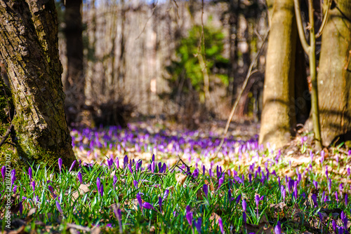 Photography many purple crocus flowers blooming in the forest