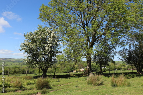 Wales countryside in the summertime