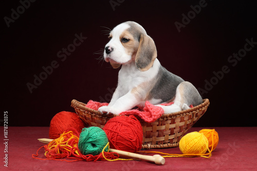 A cute beagle puppy in a basket with balls of yarn