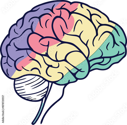 Vibrant brain illustration with colorful sections