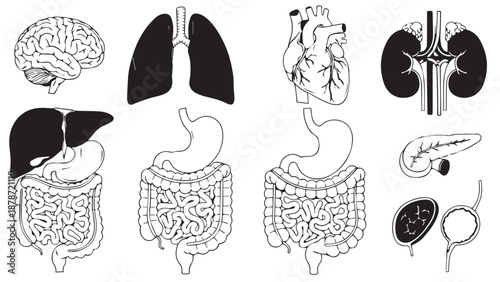Diagrammatic study of major human organs including brain, heart, lungs, liver, and digestive tract.