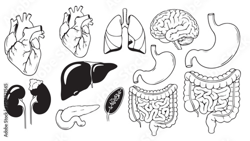 Comprehensive sketch of human internal organs including heart, lungs, brain and digestive system.