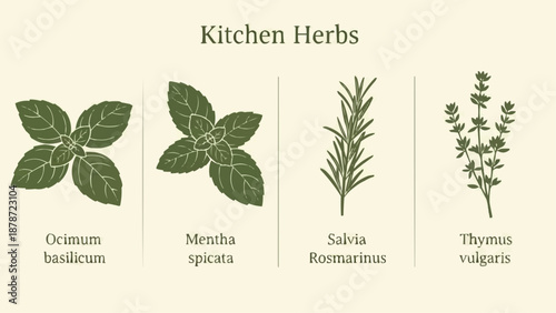 Illustrative depiction of culinary herbs including basil mint rosemary and thyme with their botanical names displayed