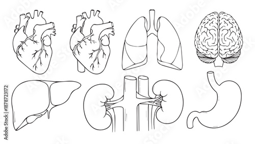 Collection of Labeled Human Anatomy Organs and Internal Systems Diagram.