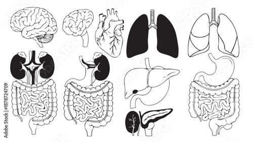 Detailed anatomical illustration showing brain, lungs, heart, and digestive system diagrams.