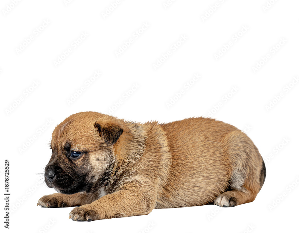 Obraz premium Cute tan puppy lying down on white background with sleepy expression