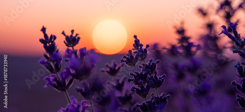 Lavender sunset field, beautiful purple flowers blooming peacefully in a fragrant summer meadow at golden hour, tranquil natural beauty