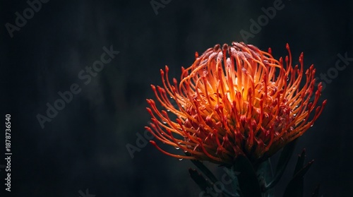 Leucospermum cordifolium pincushion protea bloom on black background