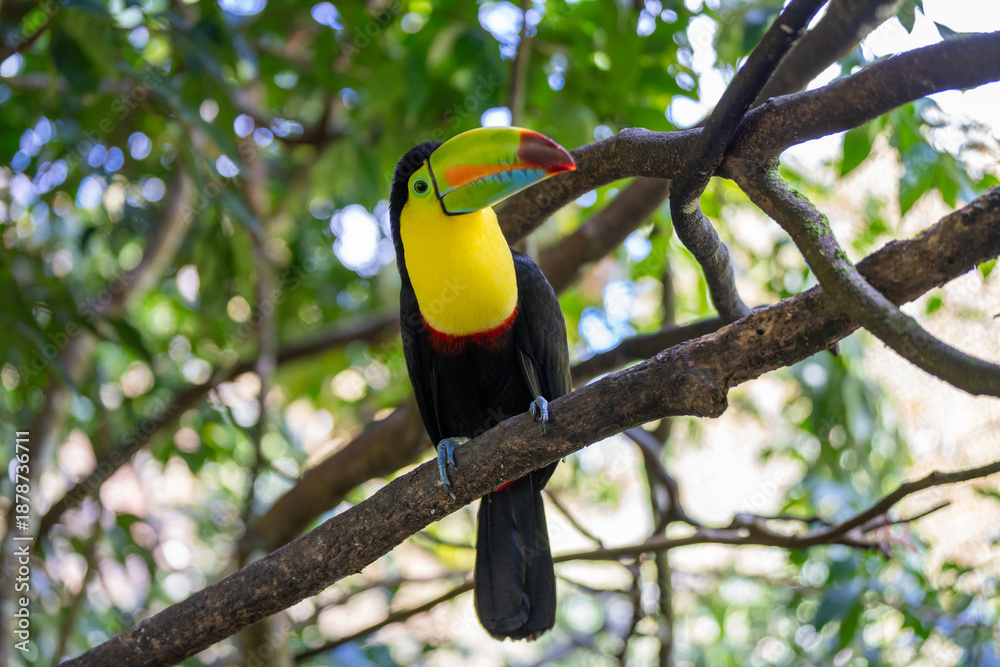 Fototapeta premium Toucan perched on a tree limb in the rainforests of Costa Rica