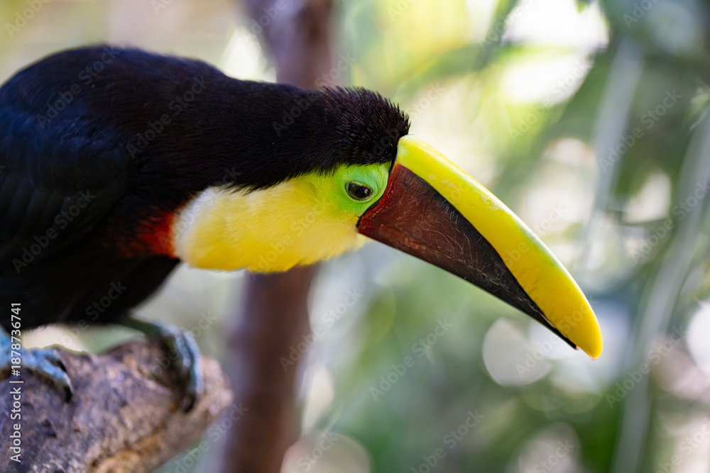 Fototapeta premium Toucan perched on a tree limb in the rainforests of Costa Rica