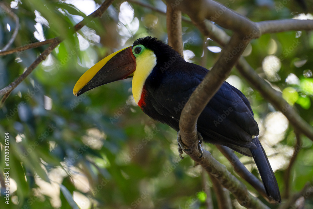 Fototapeta premium Toucan perched on a tree limb in the rainforests of Costa Rica