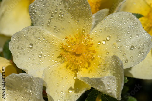 A closeup of a pale yellow flower rose speckled with tiny dew droplets, showc...