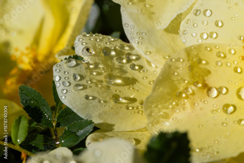 Macro Closeup Of Yellow Rose With Water Droplets For Stock Photography Bright...