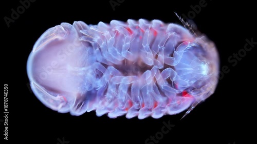 Sea Isopoda under a microscope, family Sphaeromatidae. The video shows underside of body, filmed under ultraviolet light. Sea of Okhotsk