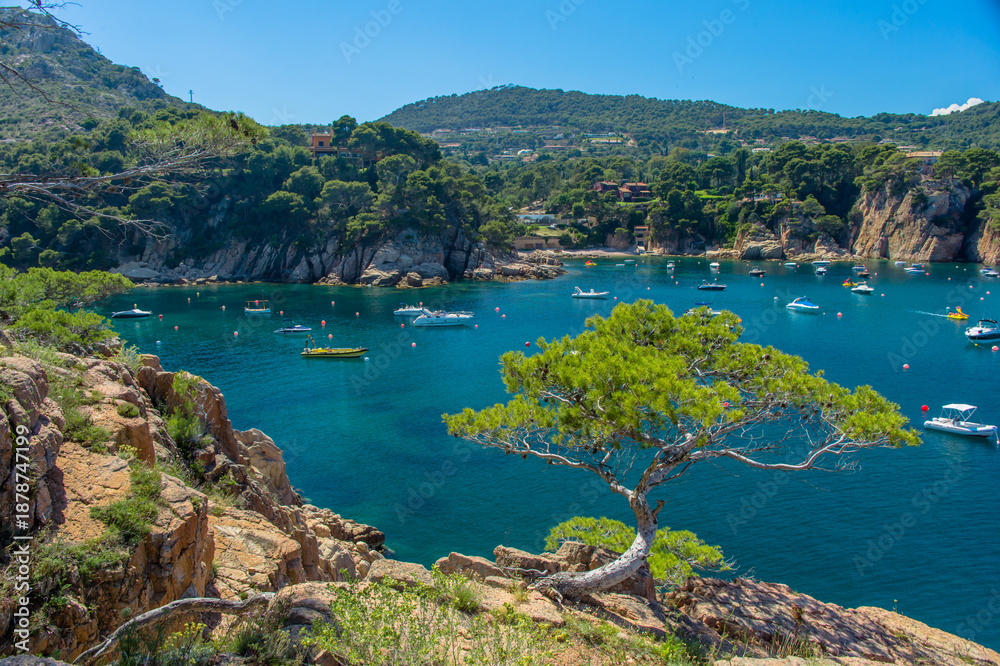 Fototapeta premium Trees at the coast of Costa Brava