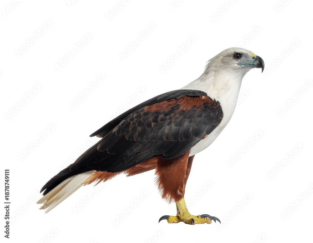 Fototapeta premium Angry red-yellow billed bird in profile with white plumage and dark wings perched stance